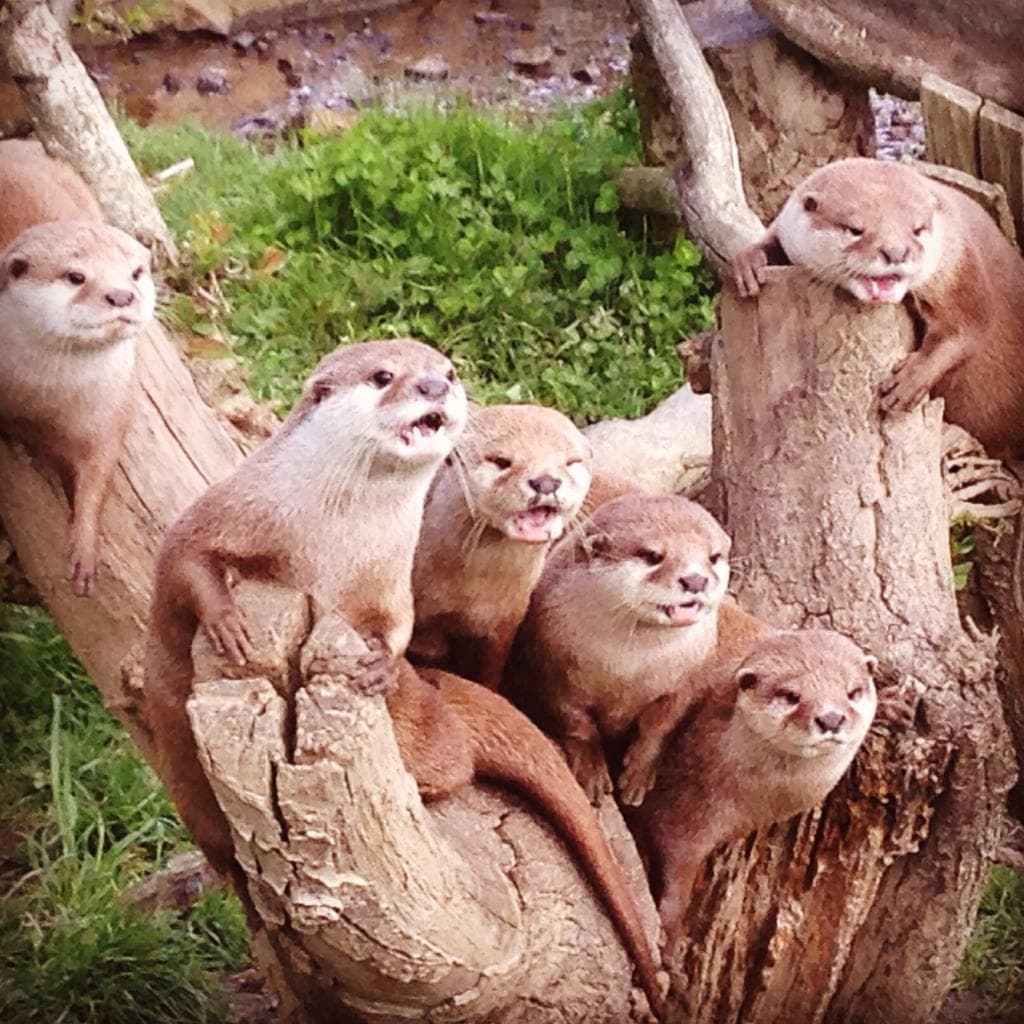 Tamar Otter and Wildlife Centre