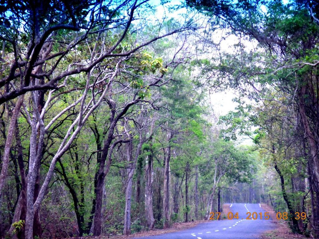 phakal -yellandu roady way