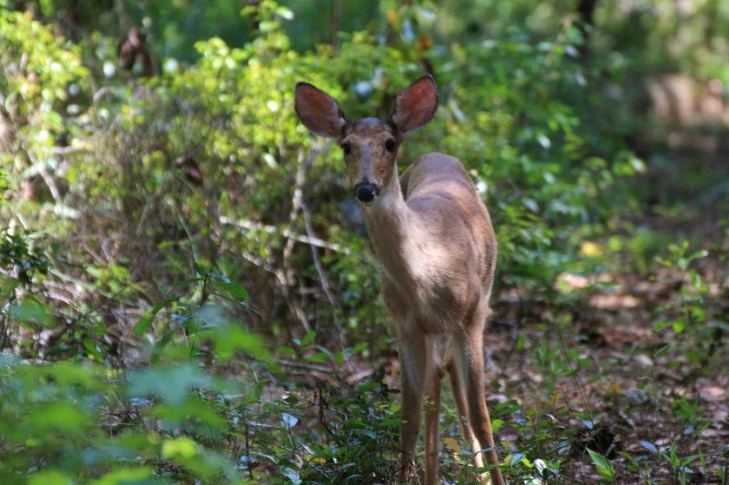 San Felasco-Deer