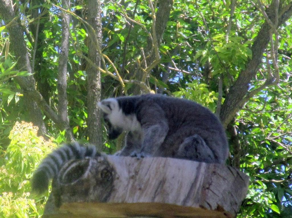 Micke Grove Zoo, Lodi, Ca