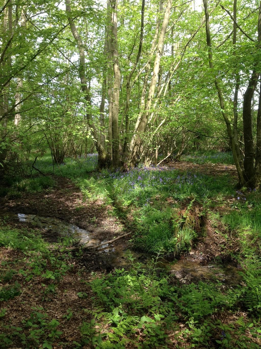 Bluebells in Bowden Wood - May 2015