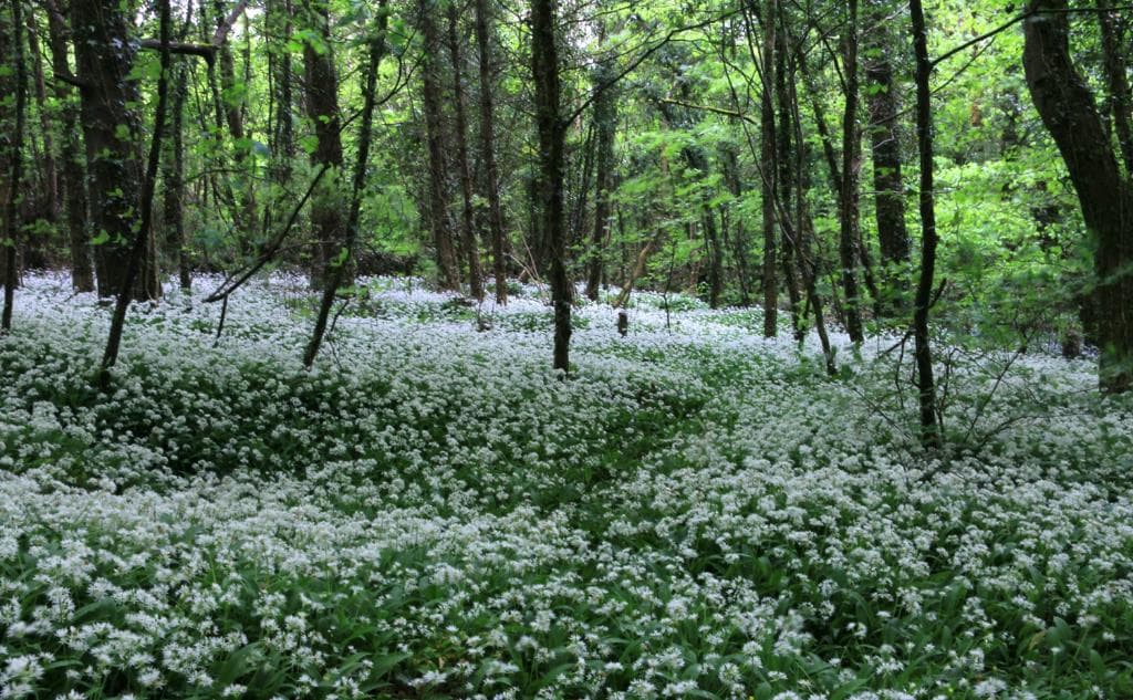 Wild Garlic in Bloom