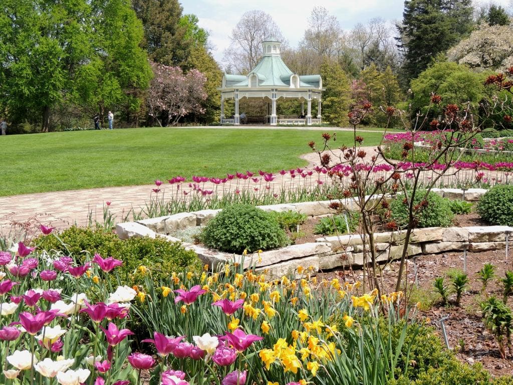 Gazebo with tulips in the foreground