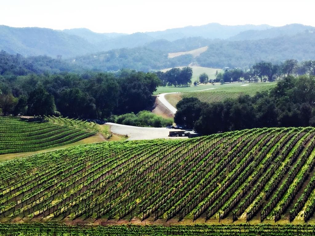 At the top of the vineyard