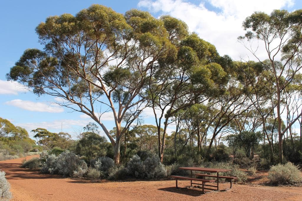 Typical trees and picnic tables in park