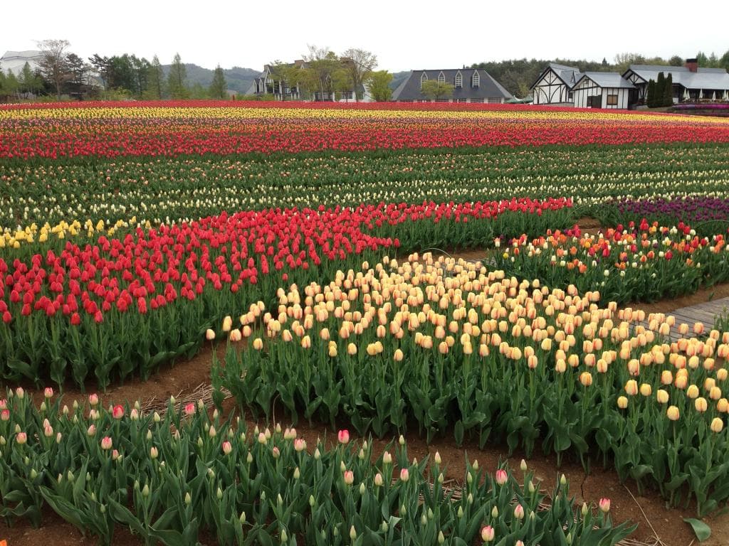 2015年5月9日のチューリップです。