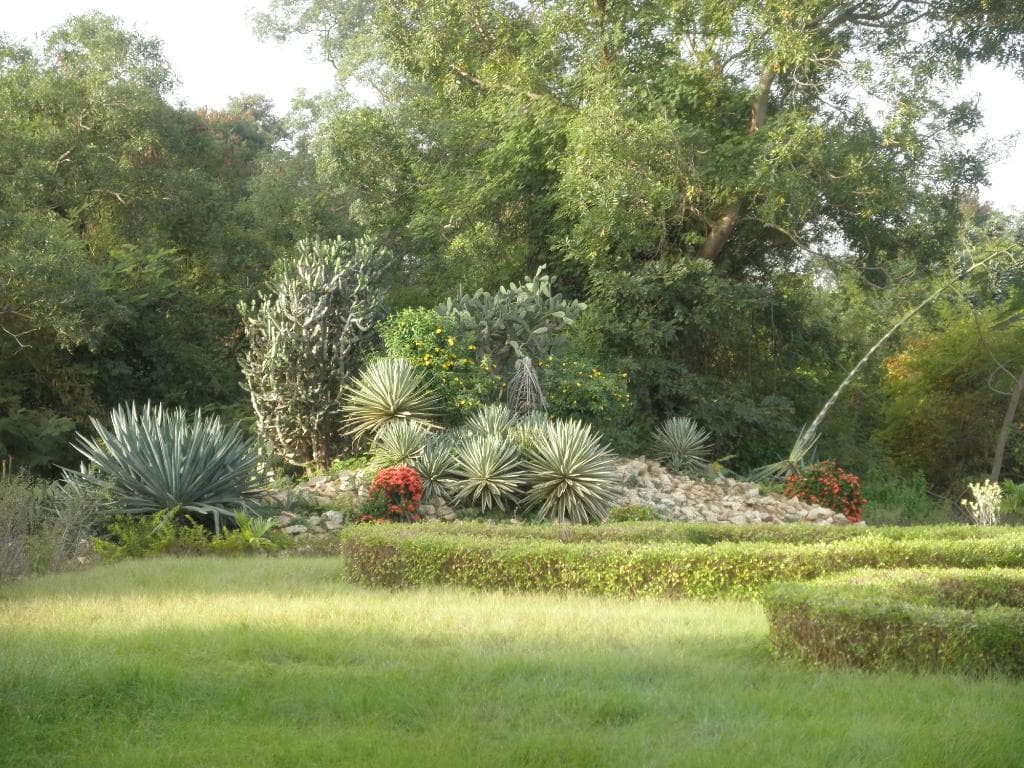 Landscaping in the western section where there are sometimes peacocks