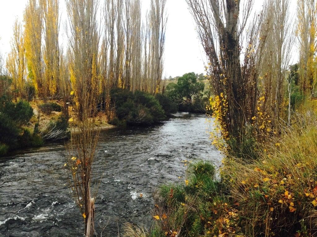 Thredbo River flowing through the Gaden Trout Hatchery