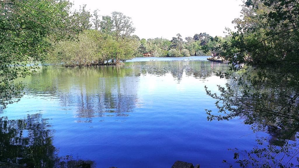 Lake view