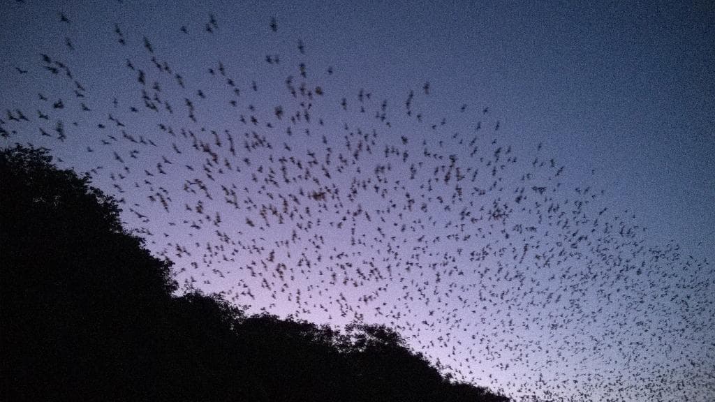 Bat fly out