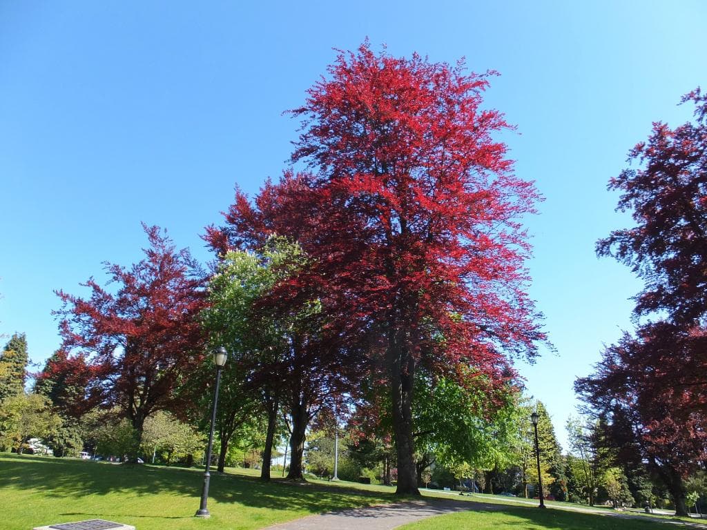 Victoria Park 2