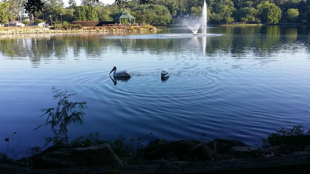 pelicans at Lake Ella