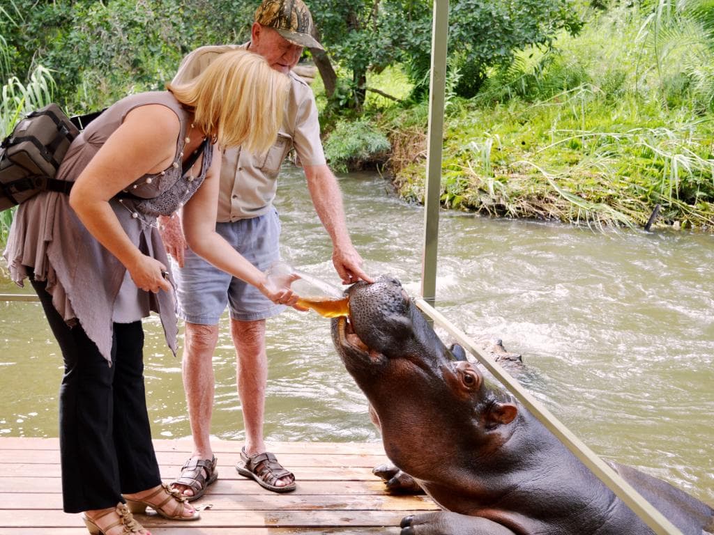 Close encounter with Jessica the Hippo