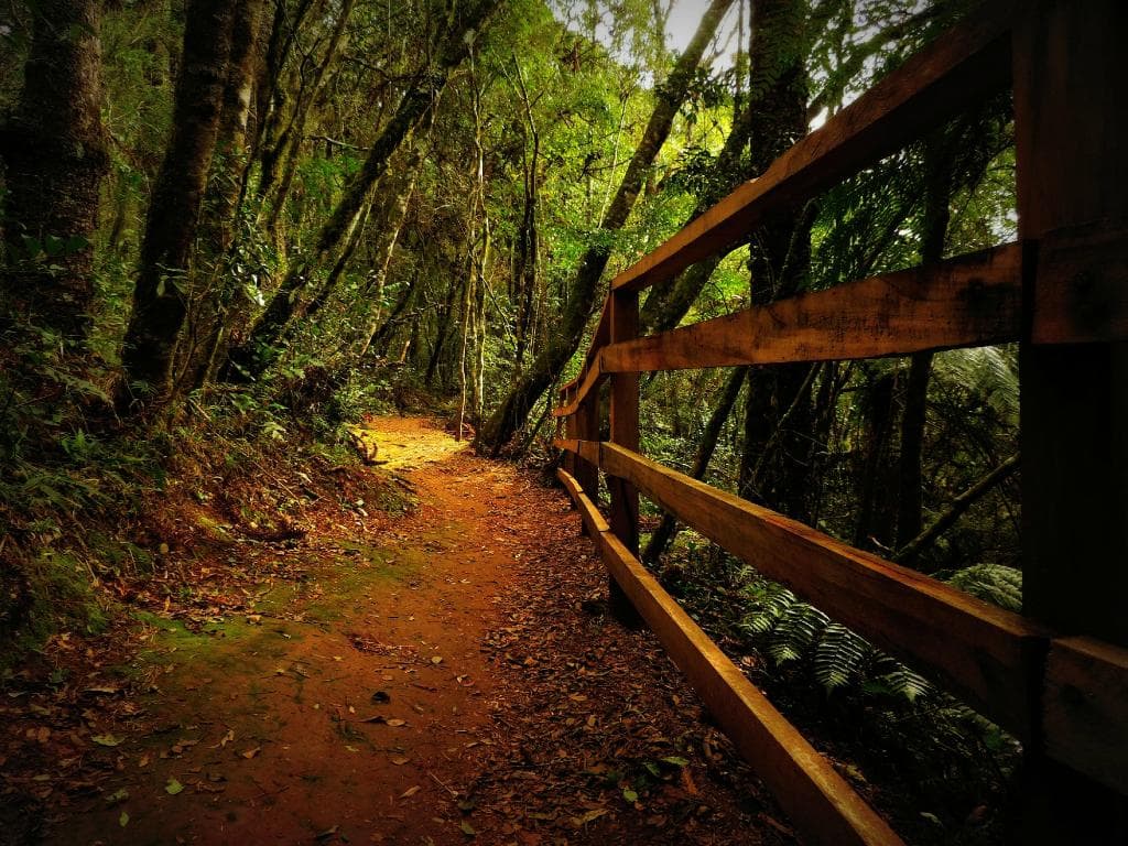 Trilha na mata