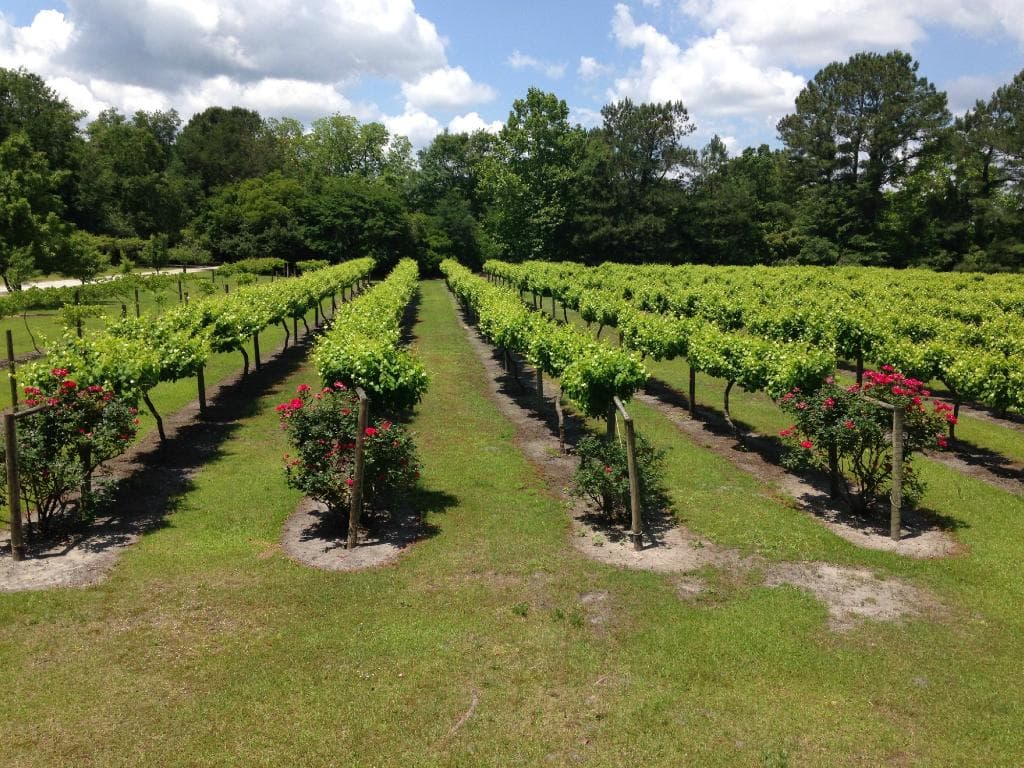 Vineyard  & rose bushes