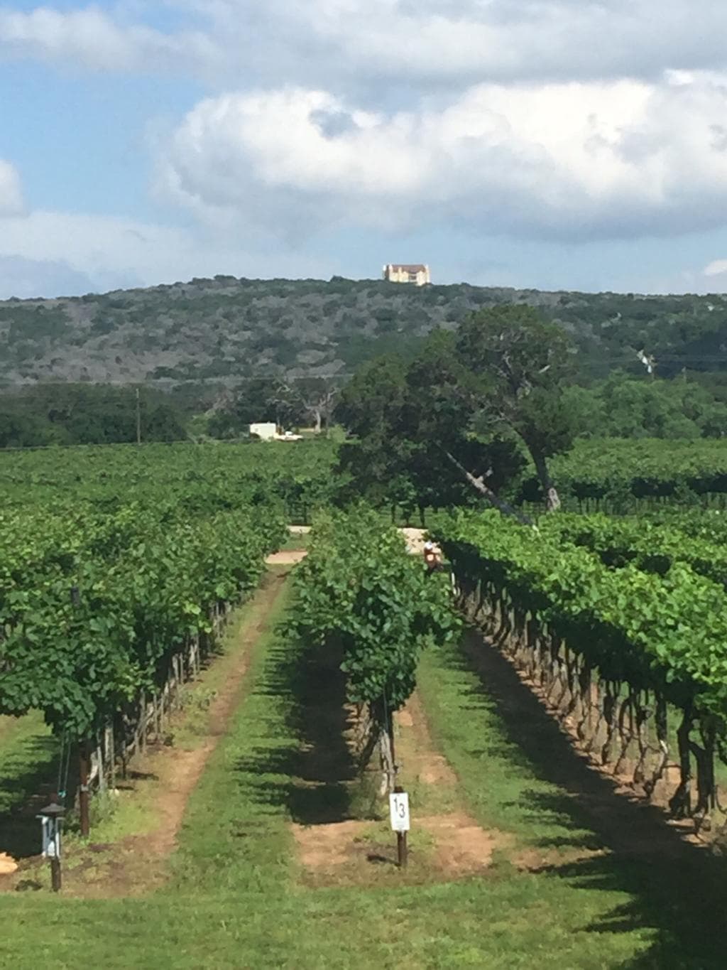 Grapes and castle in the background