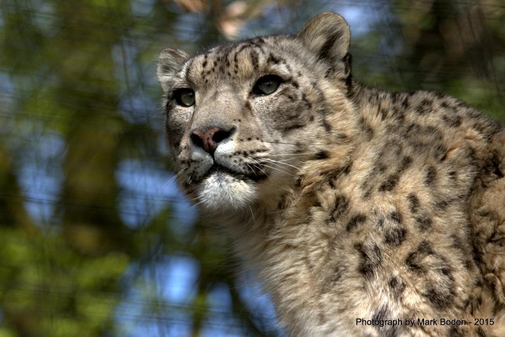 Snow Leopard
