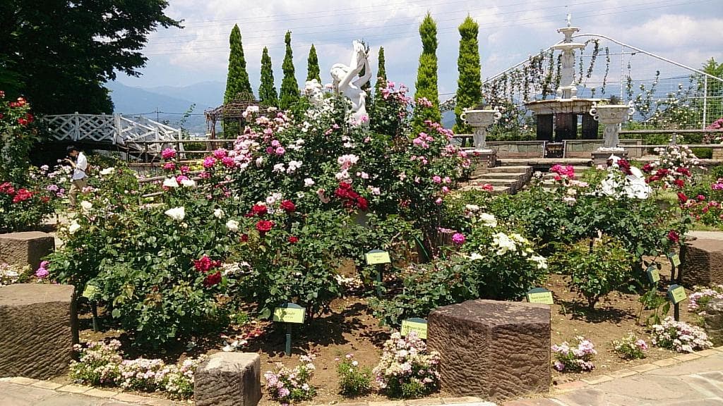 薔薇が綺麗でした。