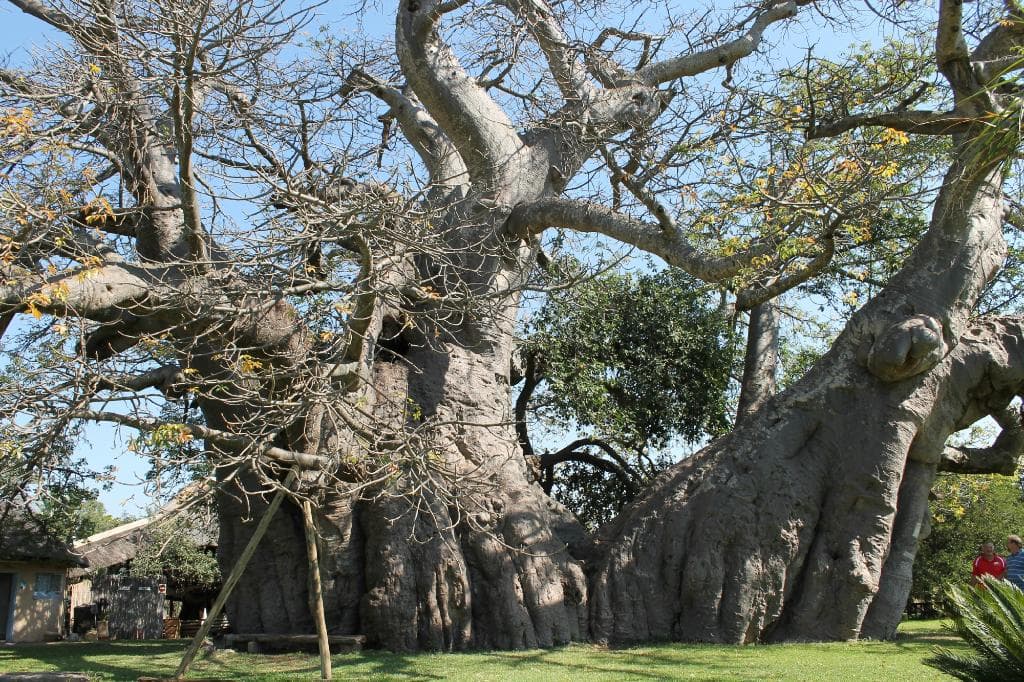 Boab tree