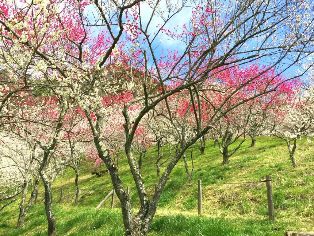 Taura Plum Grove