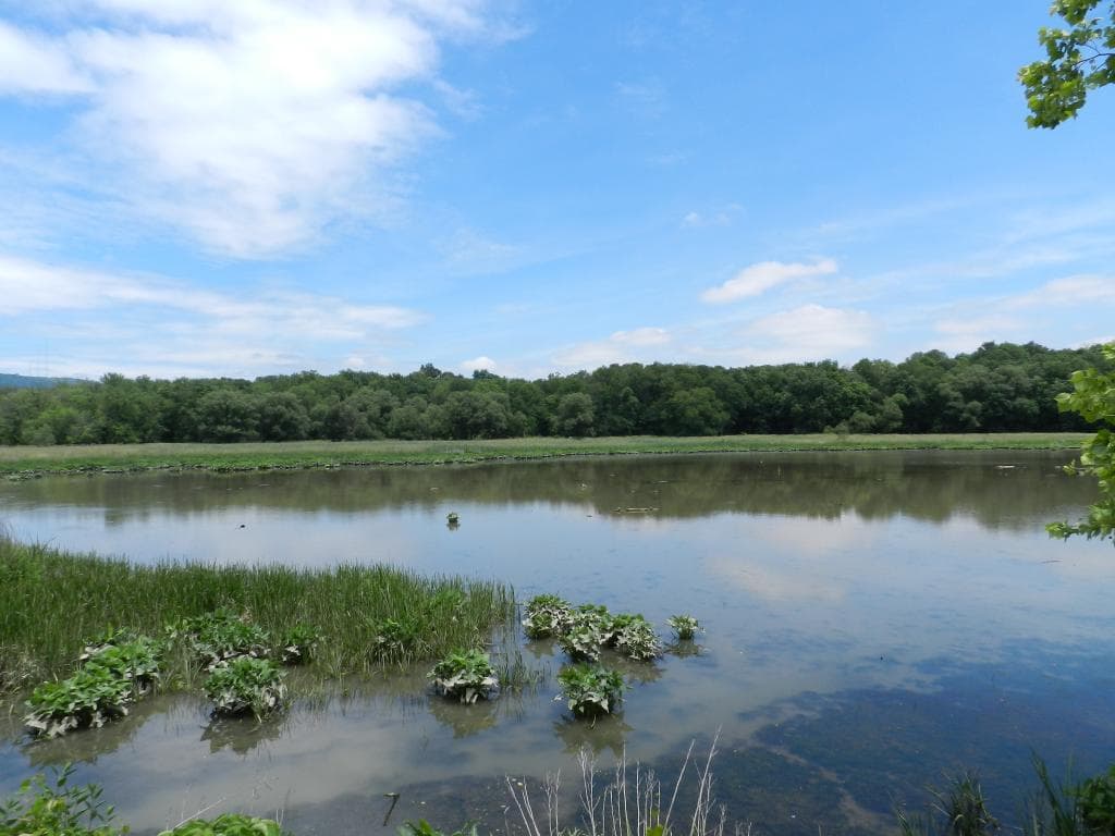 Pond