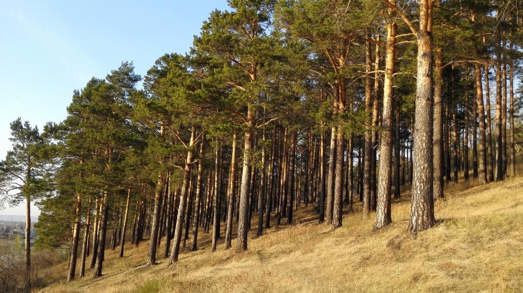 Kaiskaya Grove