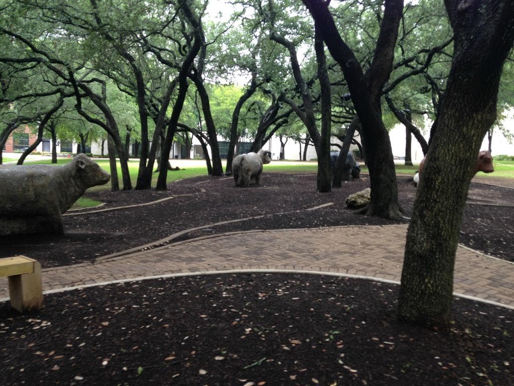 Cow Sculptures and Garden near Amy's ice cream