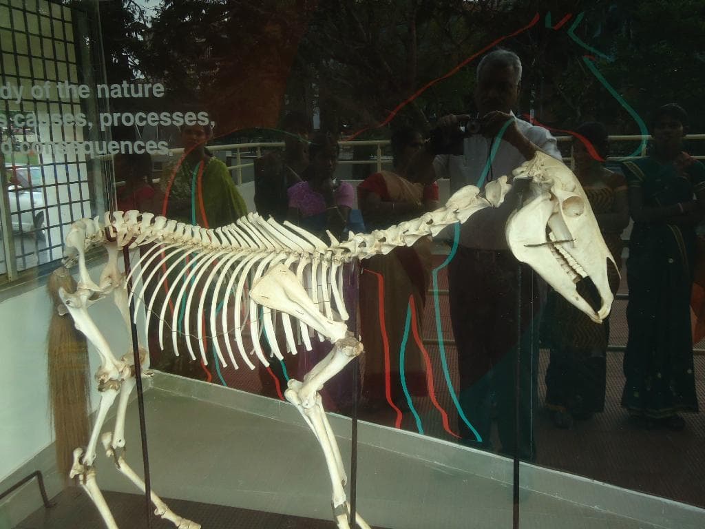 Animal skeleton seen at the entry point.