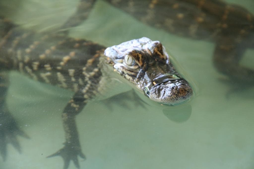 Insta-Gator Ranch 20