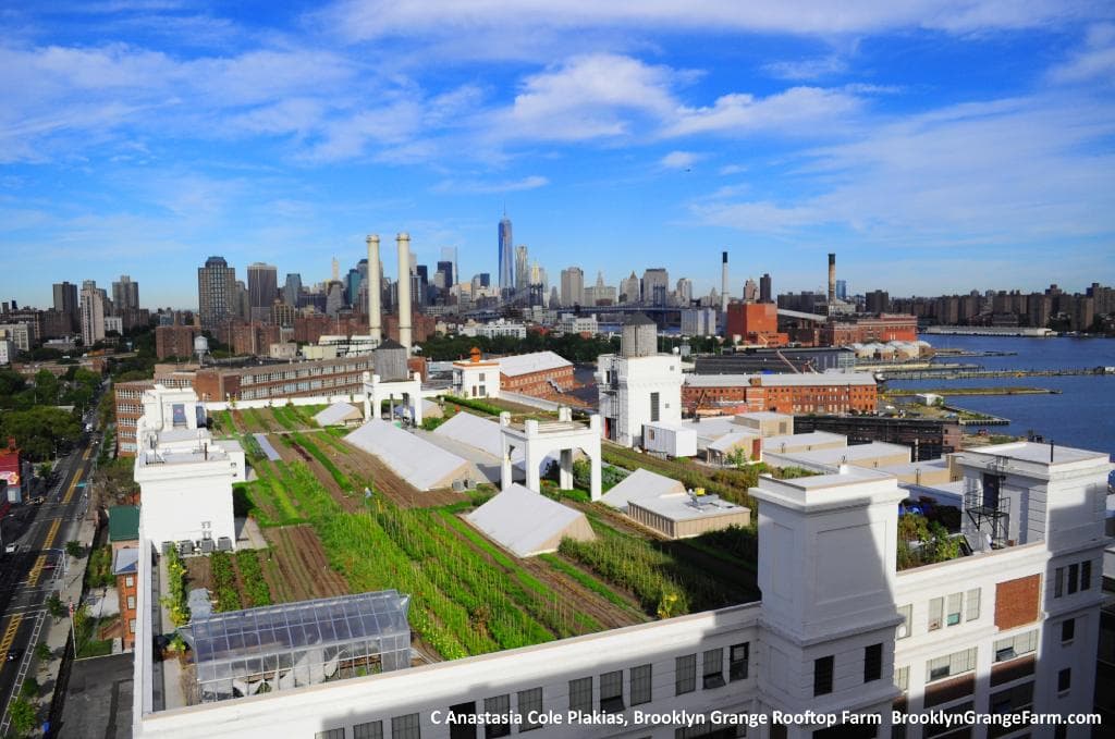 Brooklyn Navy Yard Farm