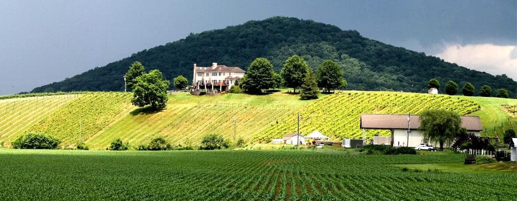 A view of  the backside of the vineyard