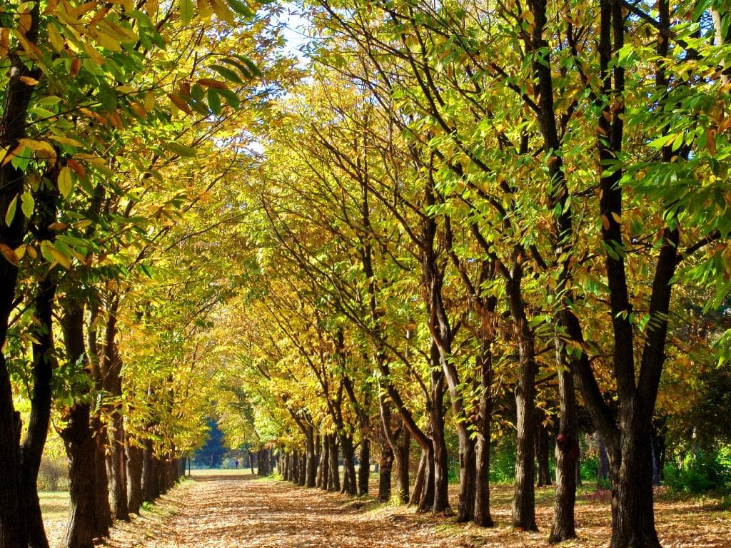 Осень в ботаническом саду