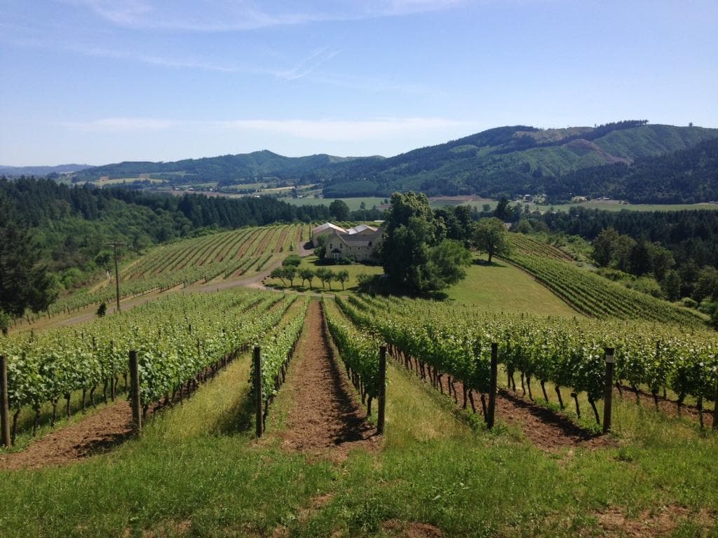 David Hill Vineyards & Winery