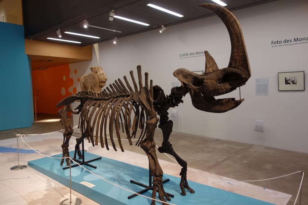 Wollnashorn aus Sibirien