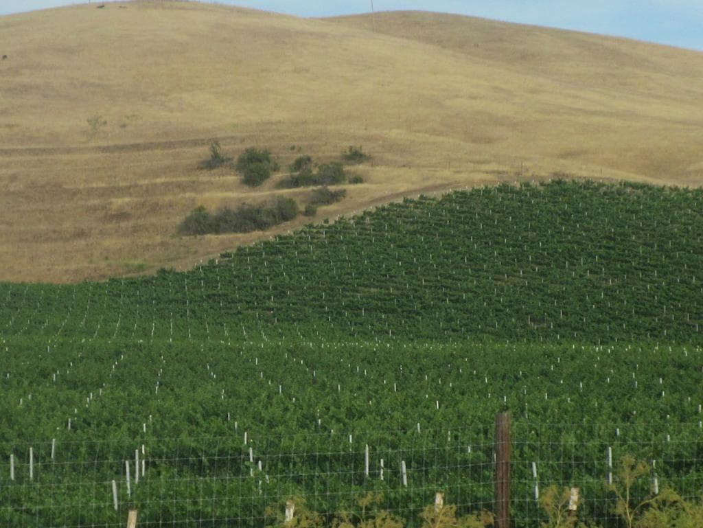 Scheid Vineyards, Salina, Ca