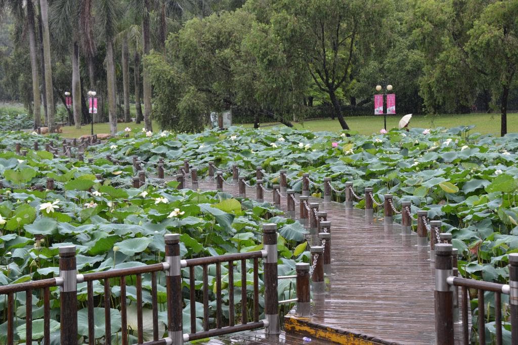 Timbered path leading to different parts of the park
