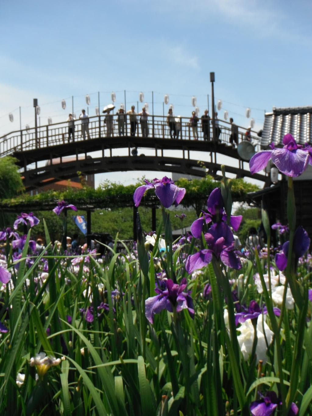 前川アヤメ園