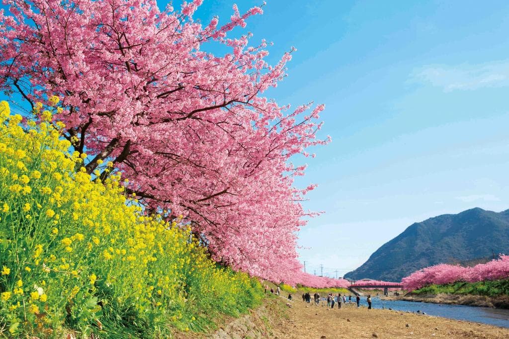 河津川沿い河津桜並木
