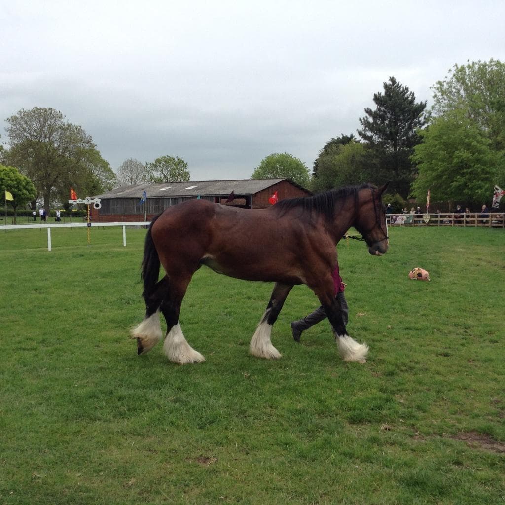Horse in ring