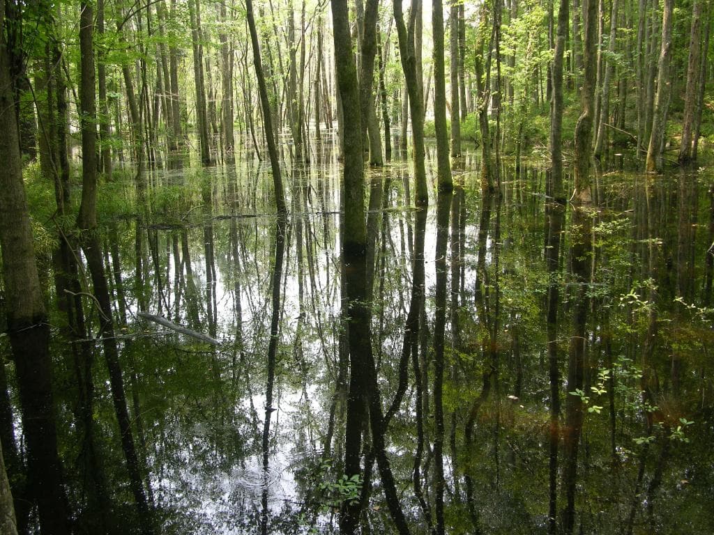 Swamp area where much fighting occurred