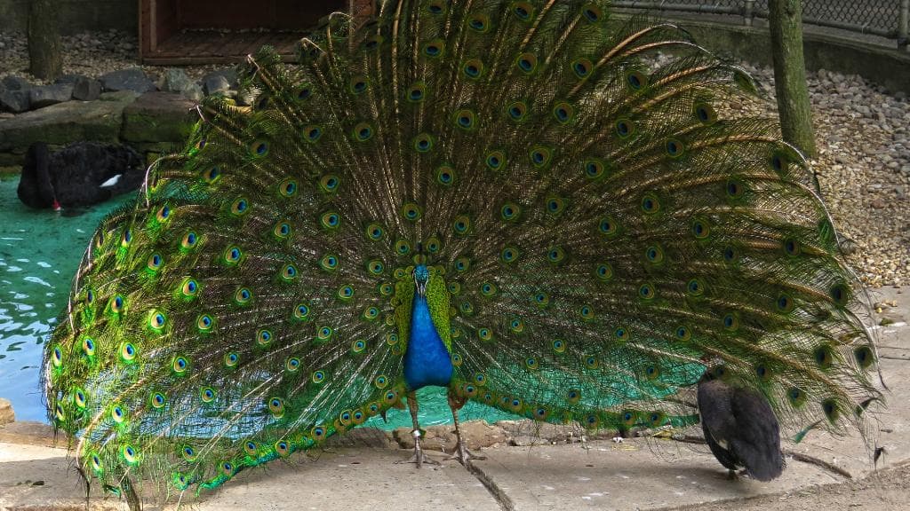 Staten Island Zoo