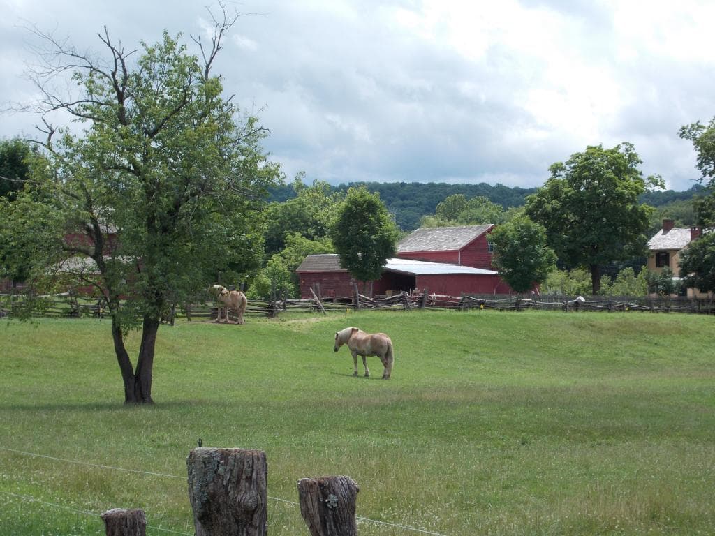 HORSES AND OTHER ANIMALS CAN BE SEEN