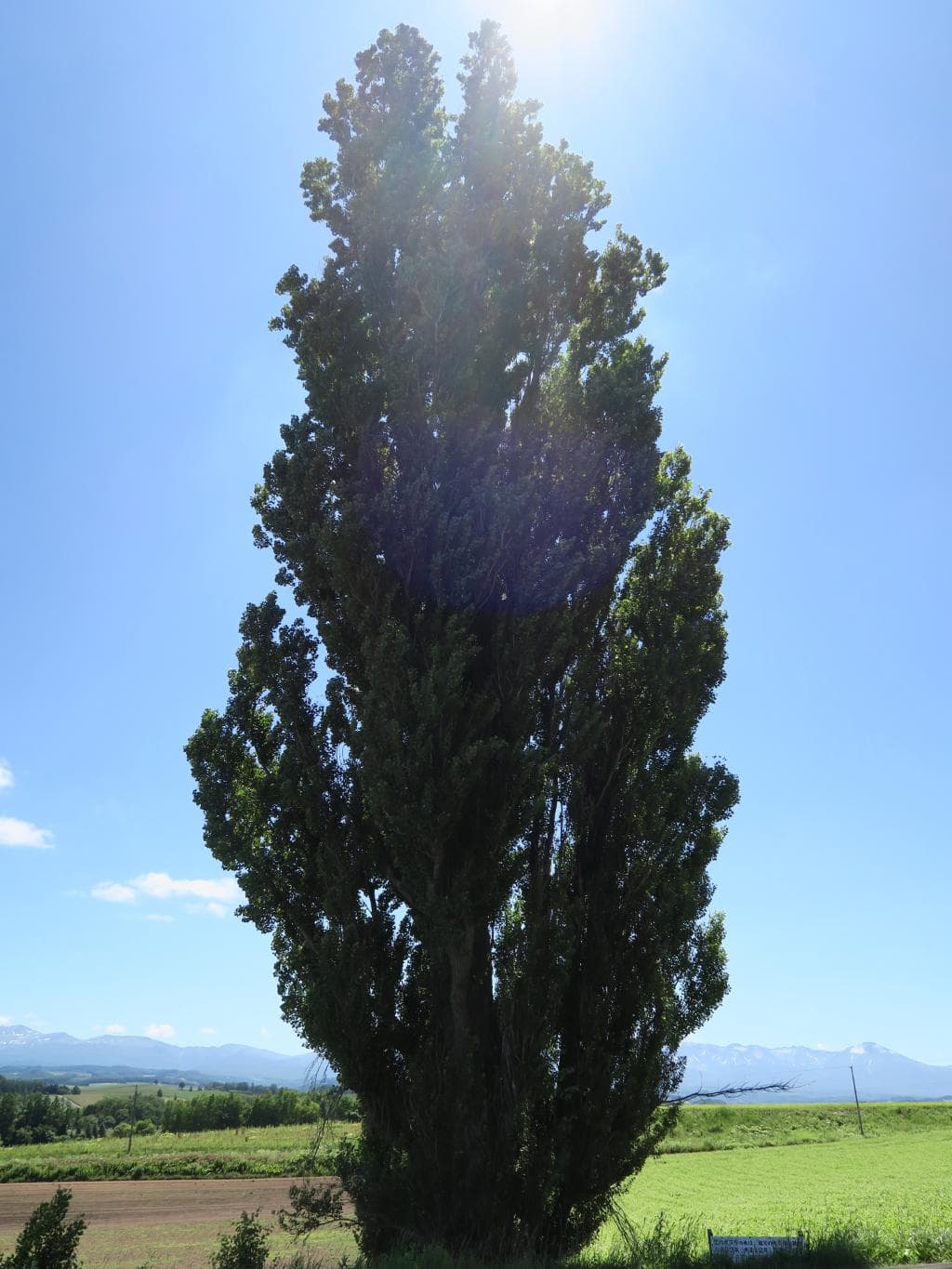 ケンとメリーの木 9