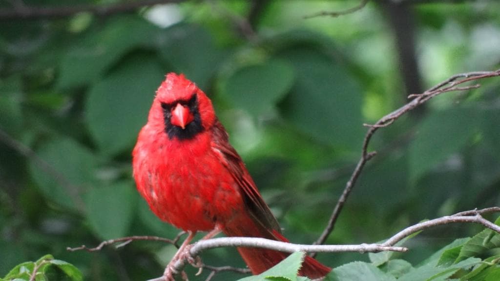 Cute little Cardinal