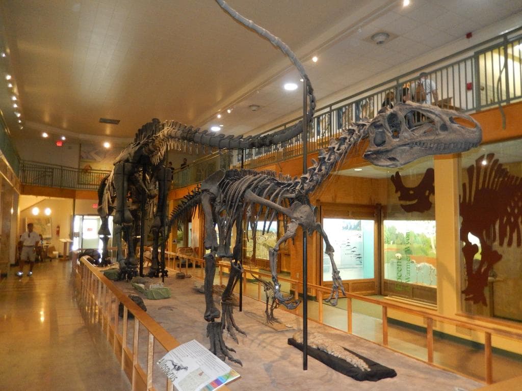 Full dinosaur skeleton
