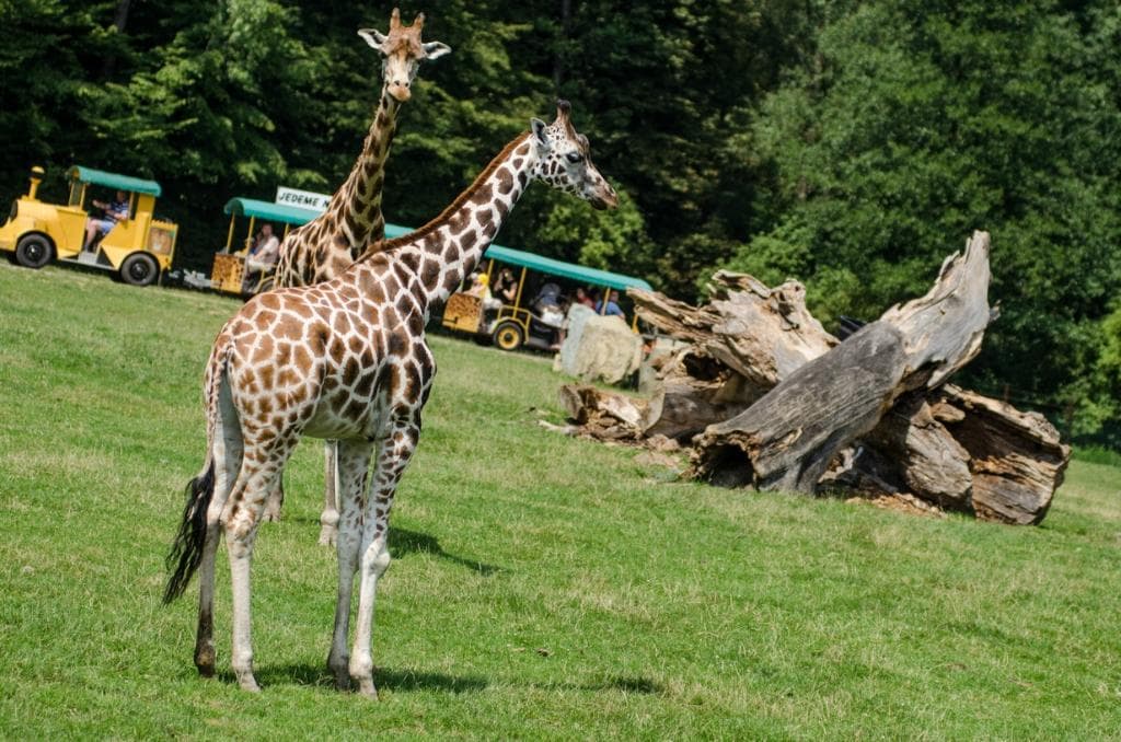 Safari