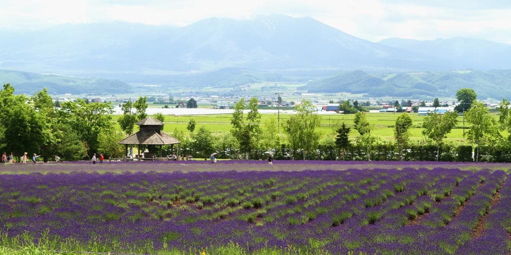 Lavenders bloom 1