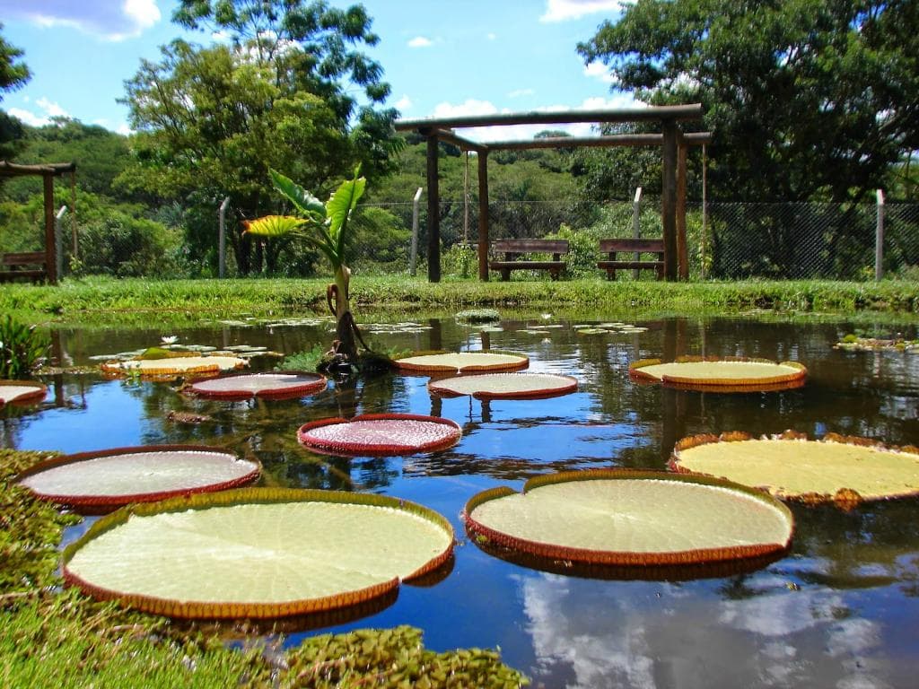 Lago da Vitória régia