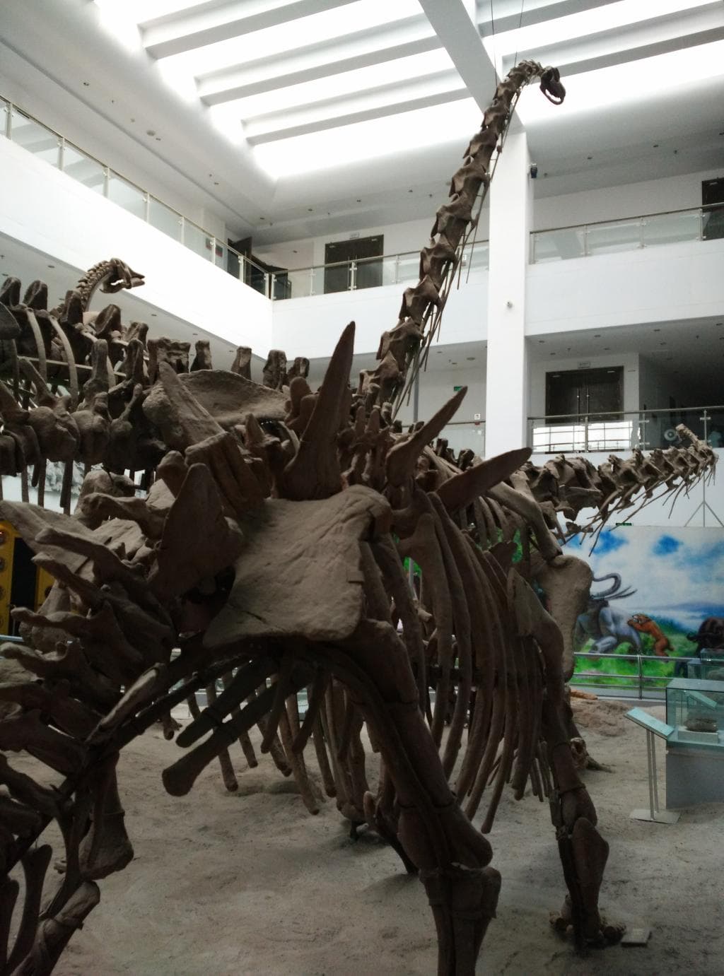 Dinosaur  skeleton replicas at the museum