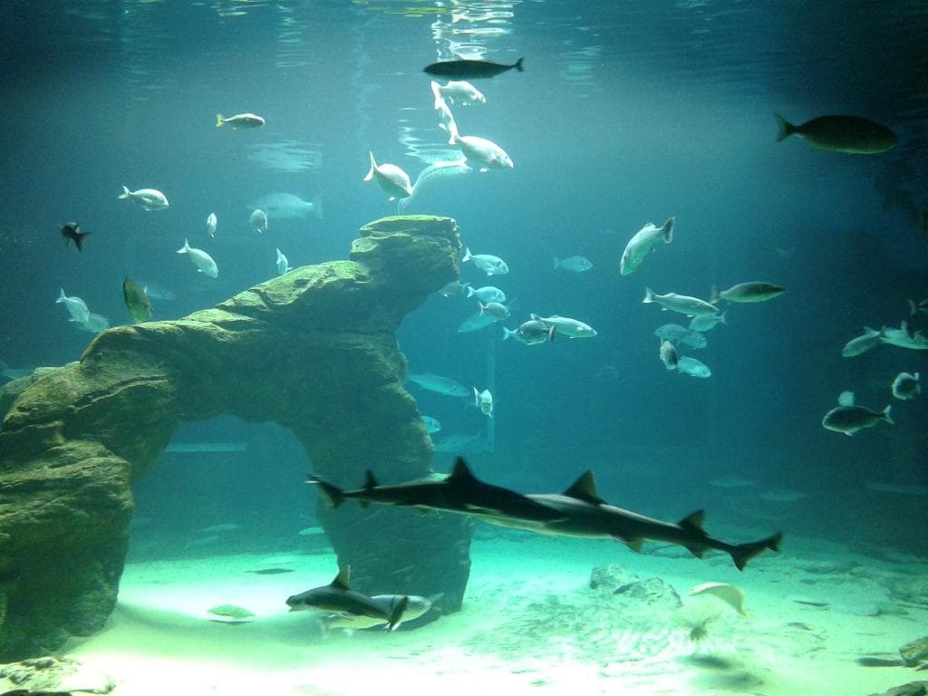 Acuario central, detalle variedad de peces